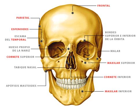 Estructura Del Cráneo Mind Map