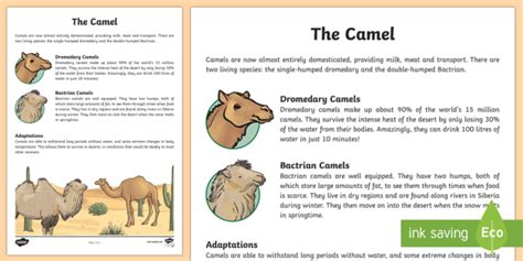 Camel Fact File Science Living World Camel Fact File