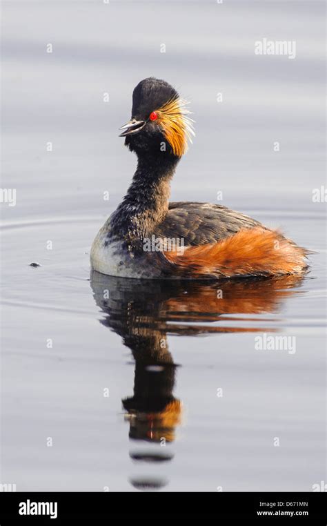 Black Necked Grebe Hi Res Stock Photography And Images Alamy