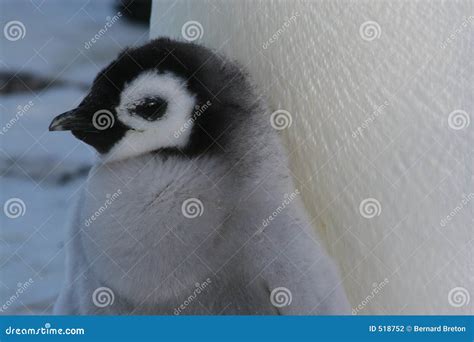 Chick (Emperor penguin) stock photo. Image of animals, cold - 518752