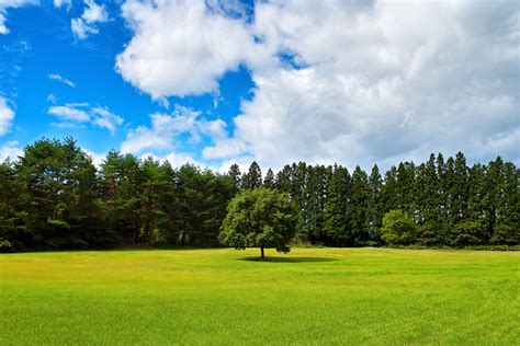 緑の草原に立つ一本の木の画像写真素材を無料ダウンロード1背景フリー素材 BEIZ images