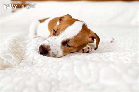 Cute Jack Russell Dog Terrier Puppy Sleeping On White Blanket In The