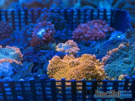 Urban Reef Corals Retour Sur Le Symposium R Cifal News