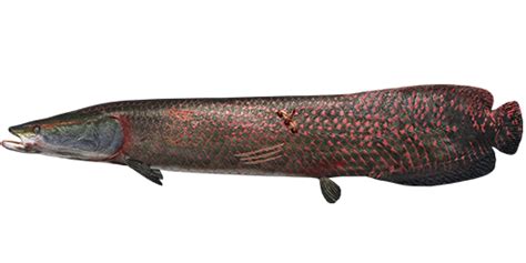 Elusive Arapaima - Fishing Planet Wiki