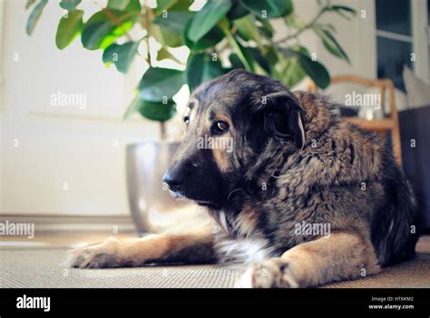 Dog Looking In Camera Stock Photo Alamy