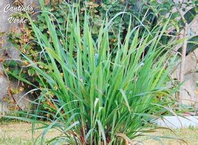 Cultivo Da Erva Pr Ncipe Cymbopogon Citratus Cantinho Verde Horta