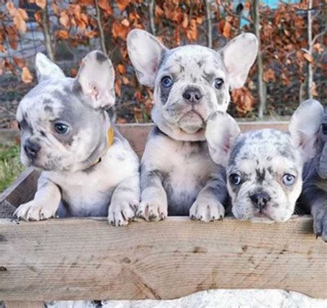 Blue Merle French Bulldog - Everything You Wanted to Know