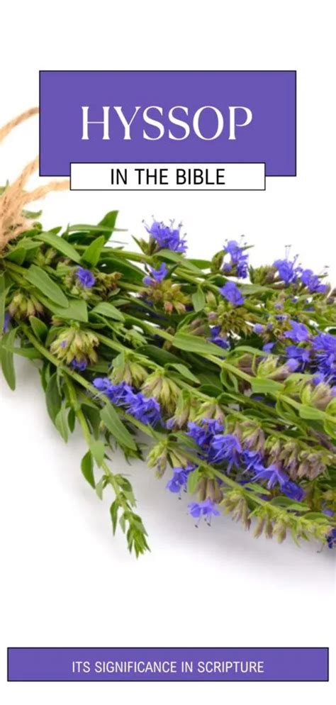 Hyssop In The Bible: Its Significance In Scripture