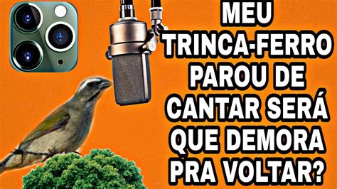 MEU TRINCA FERRO PAROU DE CANTAR SERÁ QUE ELE DEMORA PARA VOLTAR YouTube