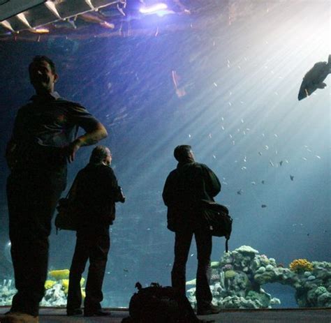 Neue Attraktion Hagenbeck Hat Sein Tropen Aquarium Er Ffnet Welt