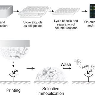 Schematic Of In Situ Purification Of His Tagged Proteins On Protein