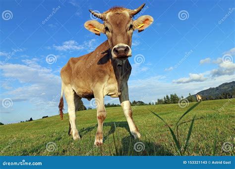 A Pretty Young Brown Dairy Cow With Horns And A Bell Stock Image