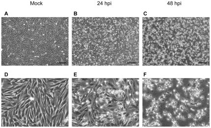 E Derm Cells Were Mock Infected A And D Or Infected With BEV 5