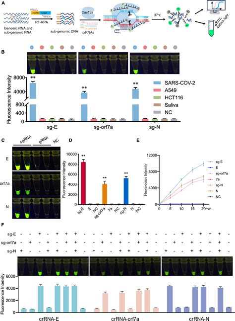 Frontiers Rapid And Specific Detection Of Active Sars Cov With