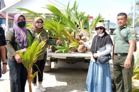 Pemprov Sulbar Bantu Bibit Kelapa Genjah Bagi Petani Mamuju Sulselnews Id