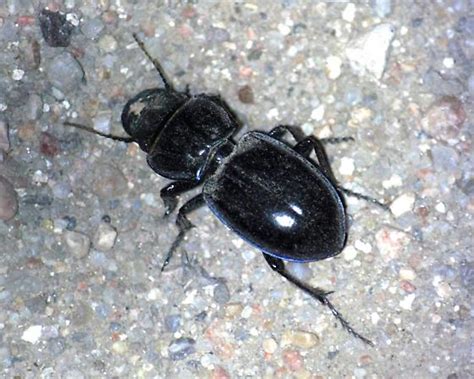 Warrior Beetle Species Pasimachus Bugguidenet