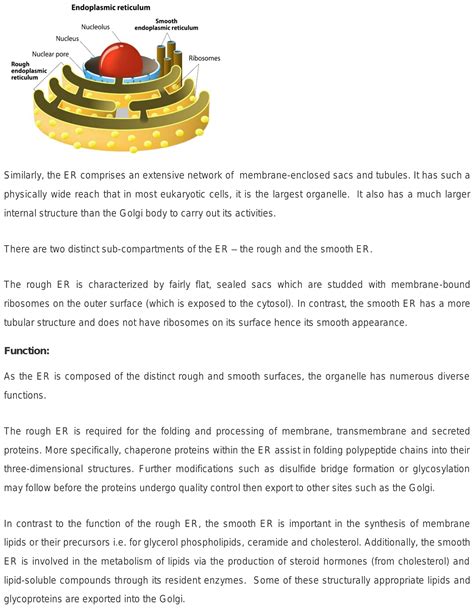 What Is Endoplasmic Reticulum And Golgi Apparatus State Their Functions