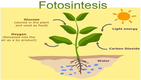 Pengertian Fotosintesis Prosesnya Lengkap Artikel Bermutu Diagram - Riset