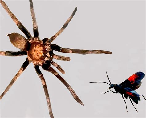 Vis Photo 1 Tarantula And Hawk Wasp 10 26 St Thomas Source