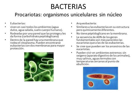 Las Bacterias Son Procariotas O Eucariotas