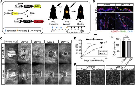 Lgr Marks Epidermal Stem Cells With A Nerve Dependent Role In Wound Re