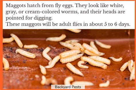 8 Ways Flies Get Into Your House And How To Get Rid Of Them Backyard