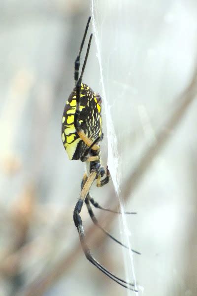 Black And Yellow Argiope Project Noah