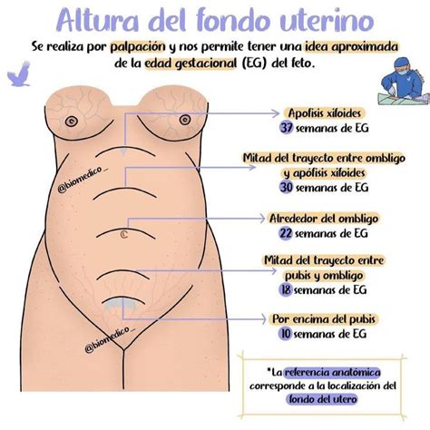 Altura De Fondo Uterino Enfermer A Obstetricia Gineco Obstetricia