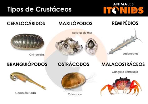 Descubre El Mundo De Los Crustáceos Definición Y Ejemplos