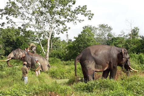 Gajah Jinak Giring Gajah Liar Keluar Dari Perkebunan Warga Di Riau