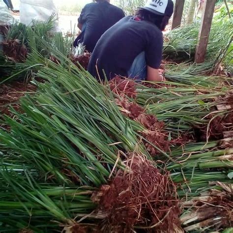 Jual Bibit Rumput Vetiver Akar Wangi Pencegah Erosi Atau Longsor