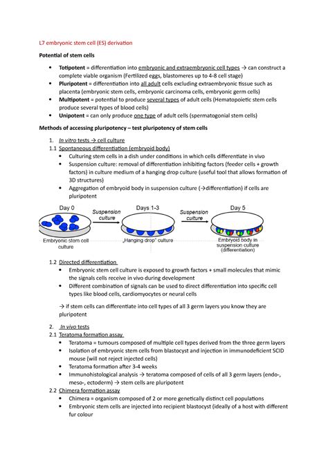 L Esc Derivation Ws L Embryonic Stem Cell Es Derivation