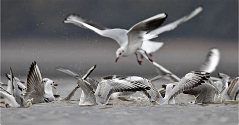 Meuse Grippe aviaire 293 communes meusiennes sont désormais