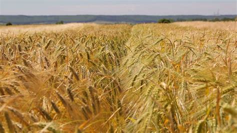 Background Of Rye Ears That Swaying In The Wind Golden Ripe Barley