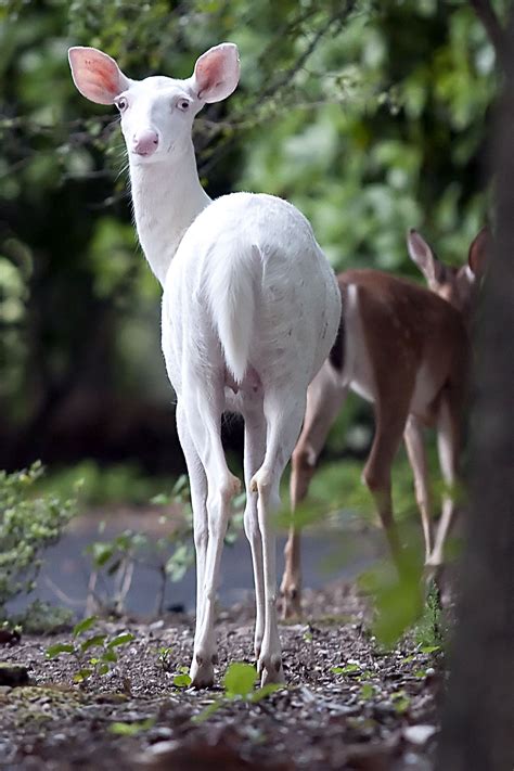 Albino Deer Albino Deer Cute Baby Animals The Magical Mystery Tour