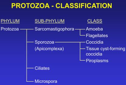 Protozoa Flashcards Quizlet