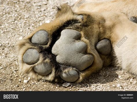 Lion Paw Image & Photo (Free Trial) | Bigstock