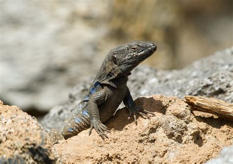 Blog De Viajes De Manuel Cuerpo Rocha Fauna Del Parque Nacional Del