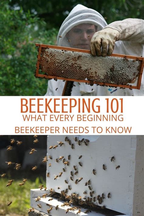 Beekeeping What Beginner Beekeepers Need To Know Backyard Bee