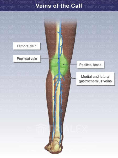 Veins Of The Calf Trialquest Inc