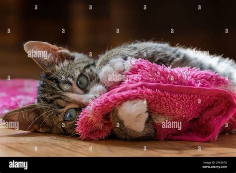 A Closeup Of A Tabby Domestic Cat Wrapped In A Pink Blanket On The