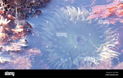 Sea Anemone Tentacles Tide Pool Water Anemones Mouth Macro Tidepool