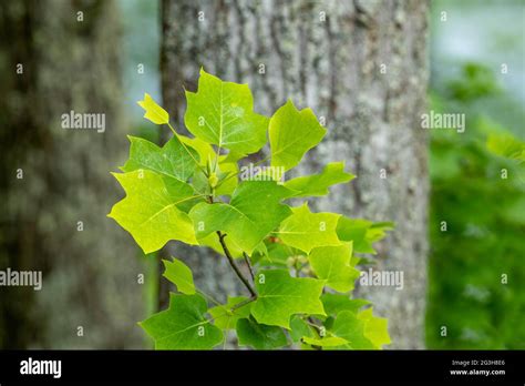 Oak Tree Leaves Hi Res Stock Photography And Images Alamy