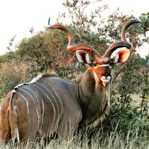 kudu coenraad vermaak safaris