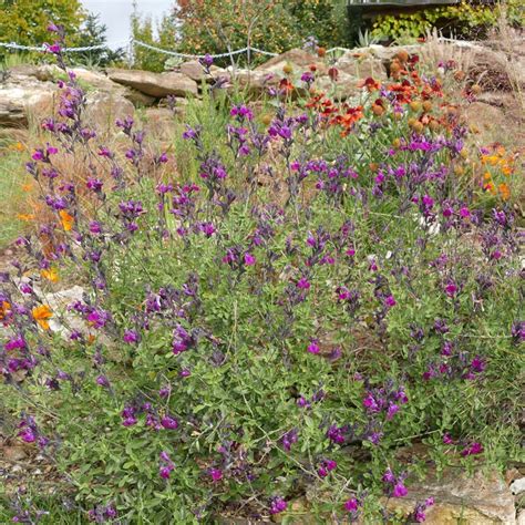 Salvia Arctic Blaze Purple Yuccashop