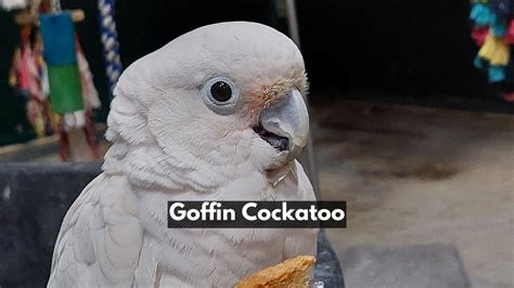 Goffin Cockatoo Archives - Explaincare