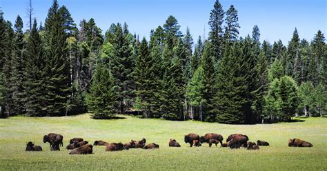 Kaibab National Forest | Visit Arizona