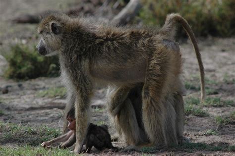 Facts About Baboons | Live Science