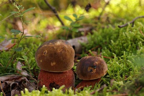 Bolet A Pied Rouge Mycelio