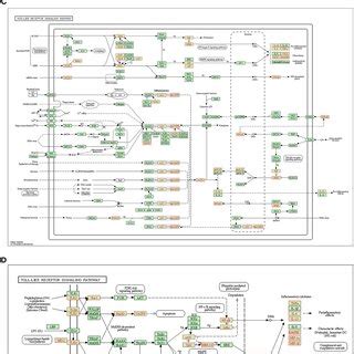 Slc39a2 Deficiency Activates Innate Immune Signaling During